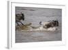Nile Crocodile Attacking Wildebeest Migrating across Mara River-null-Framed Photographic Print