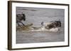 Nile Crocodile Attacking Wildebeest Migrating across Mara River-null-Framed Photographic Print