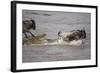 Nile Crocodile Attacking Wildebeest Migrating across Mara River-null-Framed Photographic Print