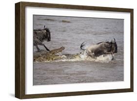 Nile Crocodile Attacking Wildebeest Migrating across Mara River-null-Framed Photographic Print