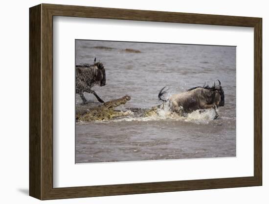 Nile Crocodile Attacking Wildebeest Migrating across Mara River-null-Framed Photographic Print