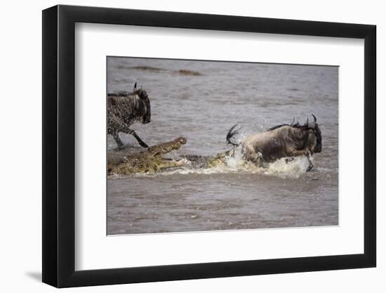 Nile Crocodile Attacking Wildebeest Migrating across Mara River-null-Framed Photographic Print