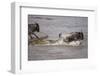 Nile Crocodile Attacking Wildebeest Migrating across Mara River-null-Framed Photographic Print