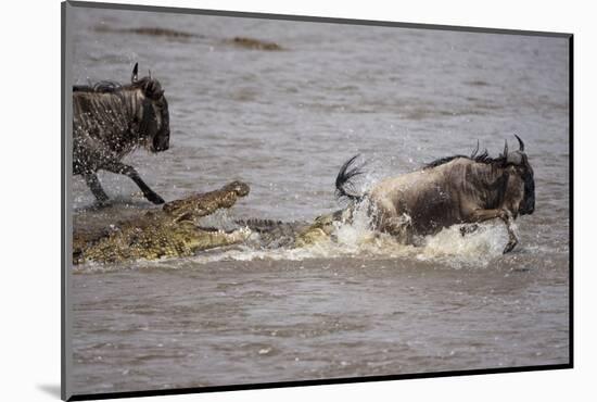 Nile Crocodile Attacking Wildebeest Migrating across Mara River-null-Mounted Photographic Print