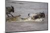 Nile Crocodile Attacking Wildebeest Migrating across Mara River-null-Mounted Photographic Print