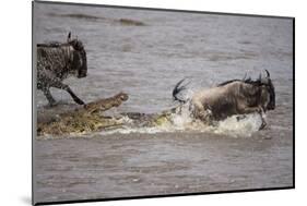 Nile Crocodile Attacking Wildebeest Migrating across Mara River-null-Mounted Photographic Print