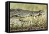 Nile Crocodile, Chobe National Park, Botswana-Paul Souders-Framed Stretched Canvas