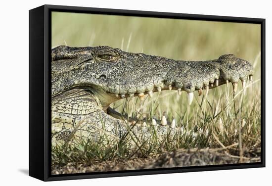 Nile Crocodile, Chobe National Park, Botswana-Paul Souders-Framed Stretched Canvas