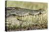 Nile Crocodile, Chobe National Park, Botswana-Paul Souders-Stretched Canvas
