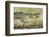 Nile Crocodile, Chobe National Park, Botswana-Paul Souders-Framed Premium Photographic Print