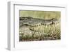 Nile Crocodile, Chobe National Park, Botswana-Paul Souders-Framed Premium Photographic Print