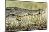 Nile Crocodile, Chobe National Park, Botswana-Paul Souders-Mounted Premium Photographic Print