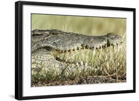 Nile Crocodile, Chobe National Park, Botswana-Paul Souders-Framed Photographic Print