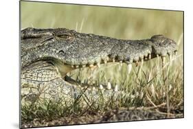 Nile Crocodile, Chobe National Park, Botswana-Paul Souders-Mounted Photographic Print