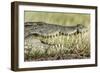 Nile Crocodile, Chobe National Park, Botswana-Paul Souders-Framed Photographic Print