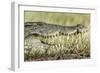 Nile Crocodile, Chobe National Park, Botswana-Paul Souders-Framed Photographic Print