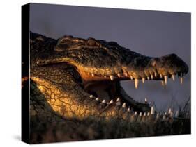 Nile Crocodile, Chobe River at Sunset, Chobe National Park, Botswana-Paul Souders-Stretched Canvas
