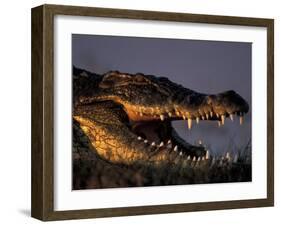 Nile Crocodile, Chobe River at Sunset, Chobe National Park, Botswana-Paul Souders-Framed Photographic Print