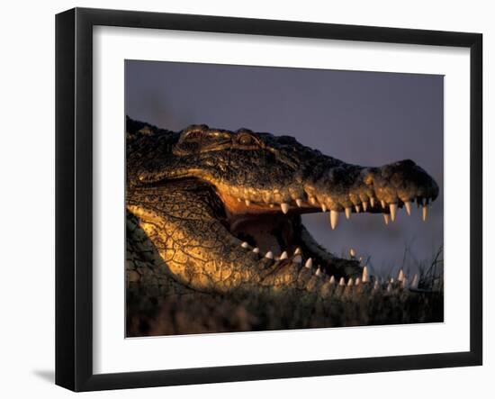 Nile Crocodile, Chobe River at Sunset, Chobe National Park, Botswana-Paul Souders-Framed Photographic Print