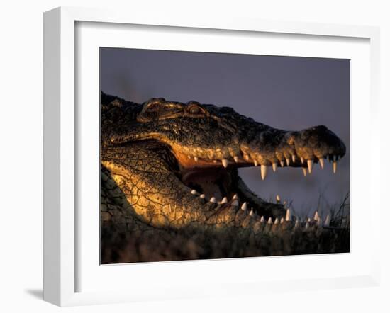 Nile Crocodile, Chobe River at Sunset, Chobe National Park, Botswana-Paul Souders-Framed Photographic Print