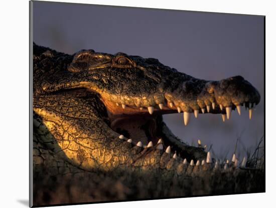 Nile Crocodile, Chobe River at Sunset, Chobe National Park, Botswana-Paul Souders-Mounted Photographic Print
