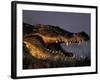 Nile Crocodile, Chobe River at Sunset, Chobe National Park, Botswana-Paul Souders-Framed Photographic Print