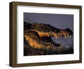 Nile Crocodile, Chobe River at Sunset, Chobe National Park, Botswana-Paul Souders-Framed Photographic Print