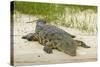 Nile crocodile, Chobe River, Chobe NP, Kasane, Botswana, Africa-David Wall-Stretched Canvas