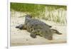 Nile crocodile, Chobe River, Chobe NP, Kasane, Botswana, Africa-David Wall-Framed Photographic Print