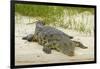 Nile crocodile, Chobe River, Chobe NP, Kasane, Botswana, Africa-David Wall-Framed Photographic Print