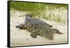 Nile crocodile, Chobe River, Chobe NP, Kasane, Botswana, Africa-David Wall-Framed Stretched Canvas