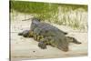 Nile crocodile, Chobe River, Chobe NP, Kasane, Botswana, Africa-David Wall-Stretched Canvas