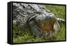 Nile crocodile, Chobe River, Chobe NP, Kasane, Botswana, Africa-David Wall-Framed Stretched Canvas