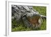 Nile crocodile, Chobe River, Chobe NP, Kasane, Botswana, Africa-David Wall-Framed Photographic Print