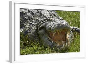 Nile crocodile, Chobe River, Chobe NP, Kasane, Botswana, Africa-David Wall-Framed Photographic Print