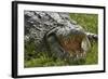 Nile crocodile, Chobe River, Chobe NP, Kasane, Botswana, Africa-David Wall-Framed Photographic Print