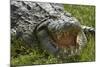 Nile crocodile, Chobe River, Chobe NP, Kasane, Botswana, Africa-David Wall-Mounted Photographic Print