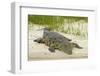 Nile crocodile, Chobe River, Chobe NP, Kasane, Botswana, Africa-David Wall-Framed Photographic Print