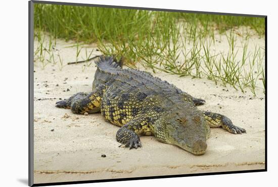 Nile crocodile, Chobe River, Chobe NP, Kasane, Botswana, Africa-David Wall-Mounted Photographic Print