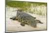 Nile crocodile, Chobe River, Chobe NP, Kasane, Botswana, Africa-David Wall-Mounted Photographic Print