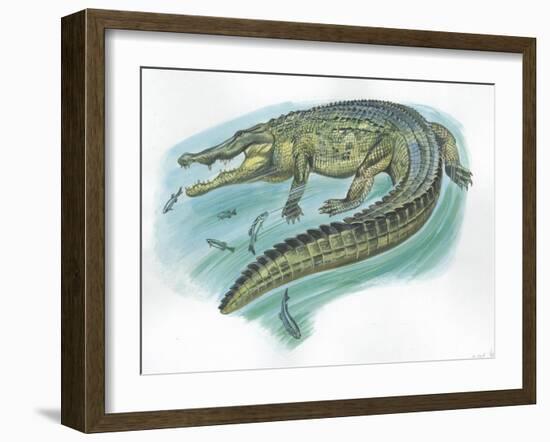 Nile Crocodile Crocodylus Niloticus Catching Fish-null-Framed Giclee Print