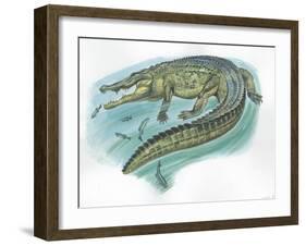 Nile Crocodile Crocodylus Niloticus Catching Fish-null-Framed Giclee Print