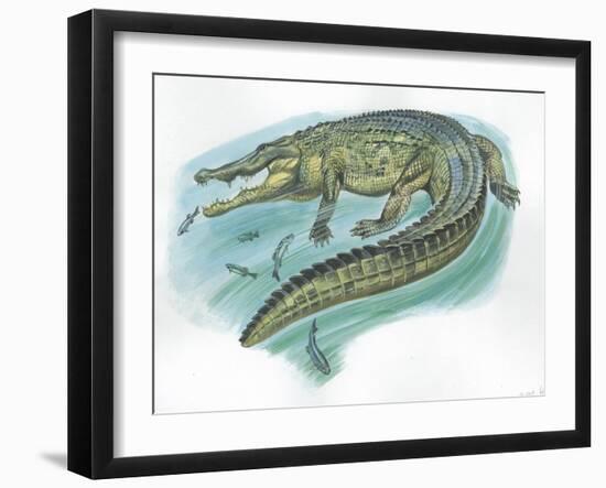 Nile Crocodile Crocodylus Niloticus Catching Fish-null-Framed Giclee Print