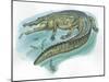 Nile Crocodile Crocodylus Niloticus Catching Fish-null-Mounted Giclee Print