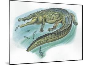 Nile Crocodile Crocodylus Niloticus Catching Fish-null-Mounted Giclee Print