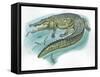 Nile Crocodile Crocodylus Niloticus Catching Fish-null-Framed Stretched Canvas