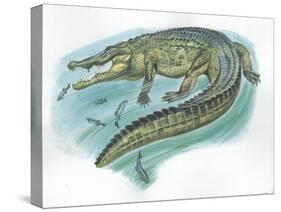 Nile Crocodile Crocodylus Niloticus Catching Fish-null-Stretched Canvas