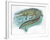 Nile Crocodile Crocodylus Niloticus Catching Fish-null-Framed Giclee Print