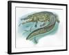 Nile Crocodile Crocodylus Niloticus Catching Fish-null-Framed Giclee Print