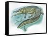 Nile Crocodile Crocodylus Niloticus Catching Fish-null-Framed Stretched Canvas